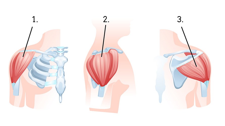 Illustration av deltoideus anterior, deltoideus lateral. deltoideus posterior.