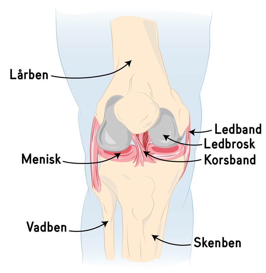 Illustration över uppbyggnad av människans knä.