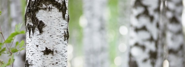Allt om: Bjrkaska