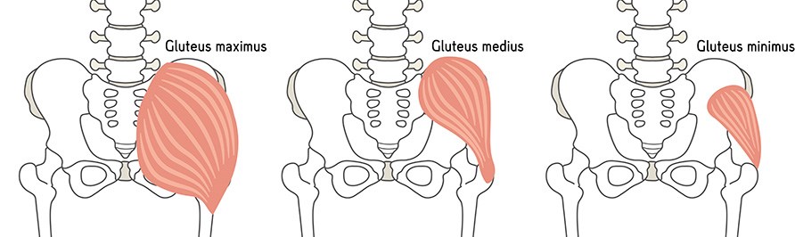 Illustration av gluteus maximus, medius och minimus.