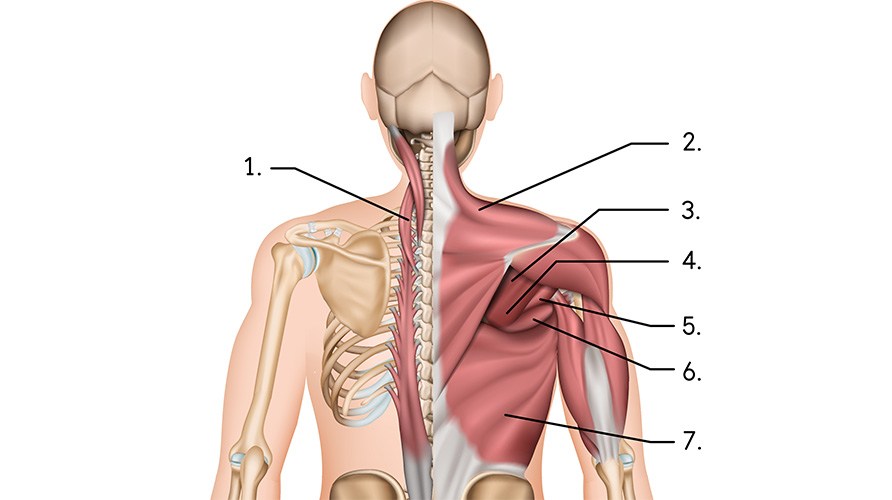 Illustration av ryggens muskler erector spinae, trapezius, rhomboideus minor, rhomboideus major, teres minor, teres major, latissiumus dorsi.